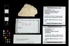 Foto (Objekt + Etikett) von Mundopsidae indet.  (NHMW-GEO-2014-0194-0918)